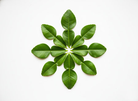 Kaffir lime leaves isolated on white background. Top view.の写真素材