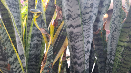 Sansevieria trifasciata variegata plant