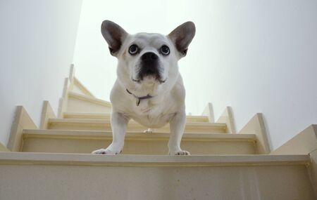 A bossy mixed race white dog standing on the stairs and looking down.