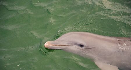 A Dolphin Swimming in the Oceans of Cuba.の写真素材
