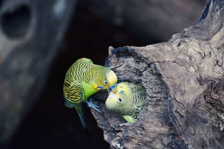 Two Green Parrots in Love Kissing on a Tree.の写真素材