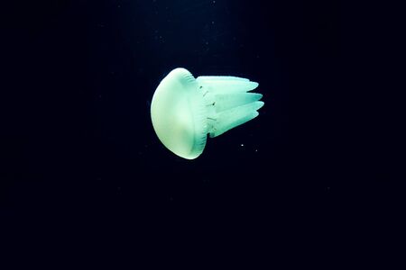 Glowing Jelly Fish in Deep Black Waterの写真素材