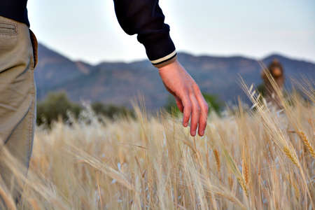 Young college student out in nature touching the crops.の写真素材