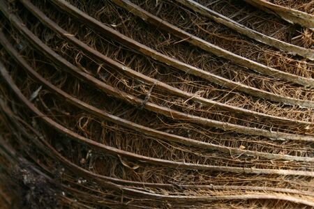 wood texture