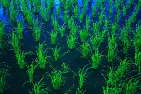 Rice field 