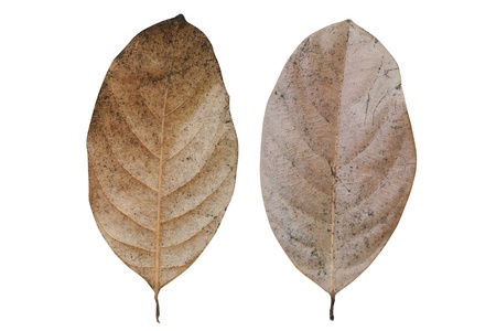 Dried Leaf 