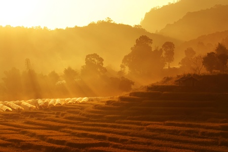 field in morning の写真素材