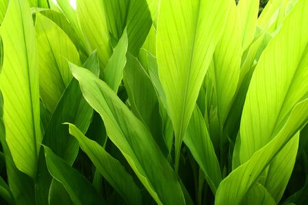Fresh green leaves 