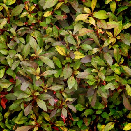 leaves background