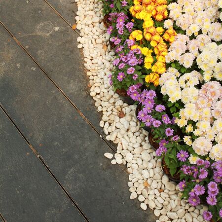 daisy flower in gardenの写真素材