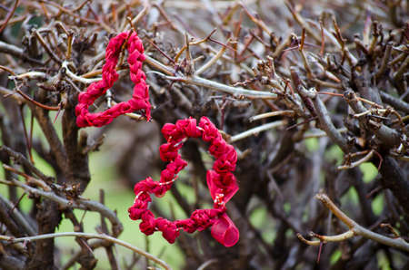 Two lace hearts on a thorny bush outdoorsの写真素材