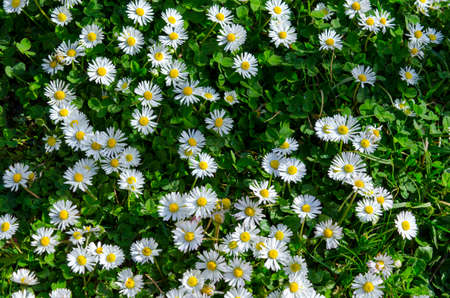 Chamomile flowers outdoors taken from above