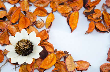 Dried orange leaves scattered on a table with a big white flowerの写真素材
