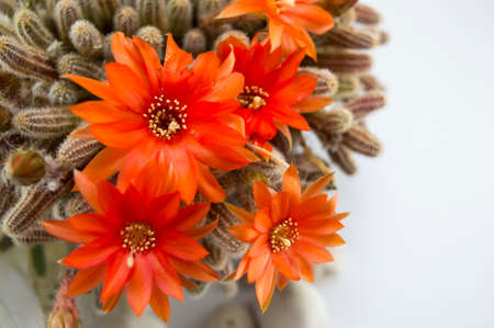 Beautiful orange cactus flower ona a wooden tableの写真素材