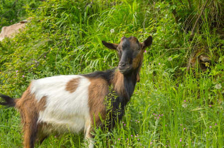 Close up of a goat in the fieldの写真素材