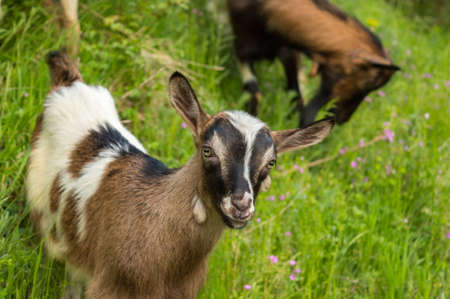 Young goat in the field looking directly at the cameraの写真素材