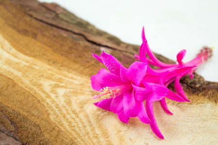 Gorgeous pink cactus  flower on a rustic wooden boardの写真素材