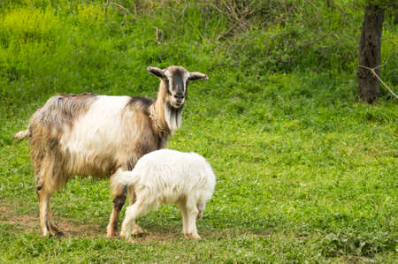 Kid goat and its mother in the fieldの写真素材