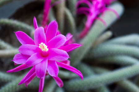 Purple  flower cactus in the home cactus collectionの写真素材