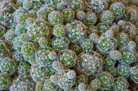 Home grown cactus plant indoorsの写真素材