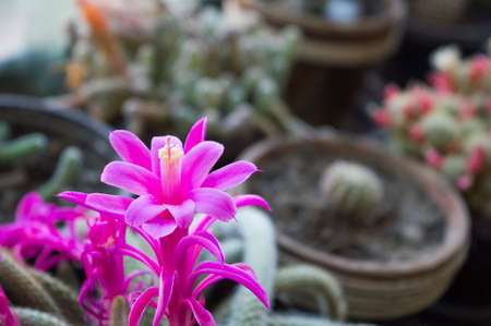 Purple  flower cactus in the home cactus collectionの写真素材