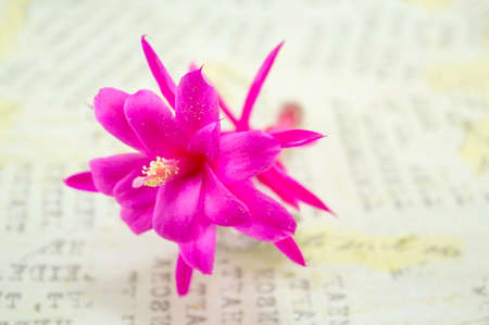Gorgeous pink cactus  flower on a decoupage board