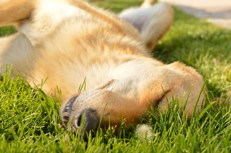 Dog with orange reddish fur lying in the grassの写真素材