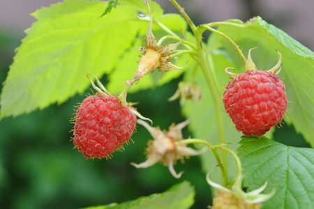 Raspberries groving  on tree outdoors