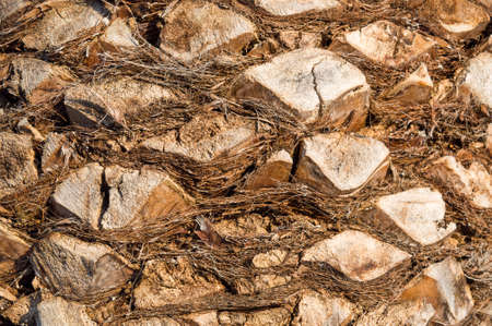 Palm tree bark pattern natural backgroundの写真素材