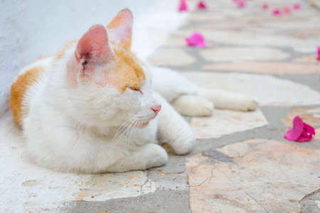 Cat lying at concrete floor covered with pink flower petalsの写真素材