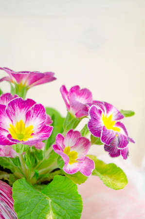 Violet flower in a pot on white table close upの写真素材