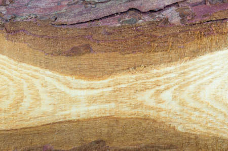 Natural raw and unprocessed wooden board background