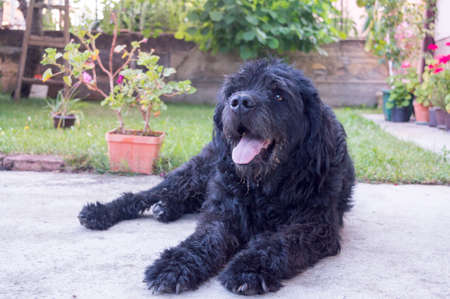 Portrait of an old black  dog sitting in the backyardの写真素材