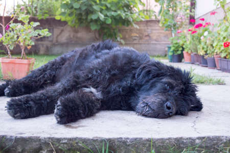 Portrait of an old and tired big black dog lying in the backyardの写真素材