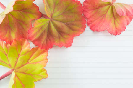 Colorful leaves on a notebook with copyspace. Romantic note backgroundの写真素材