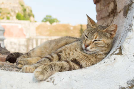 Young cute cat sleeping in a rounded window openingの写真素材