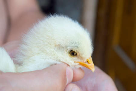 Small baby chicken in a person hands. Providing care and helpingの写真素材