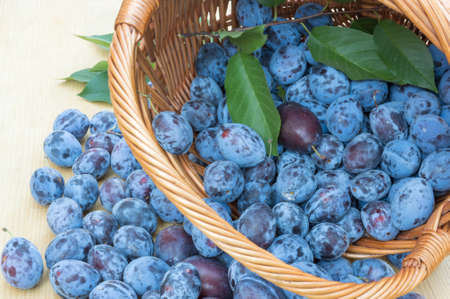 Fresh plums in a wooden basket on the wooden table