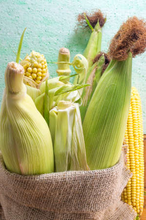 Fresh organic corn cobs in the bag with blue backgroundの写真素材