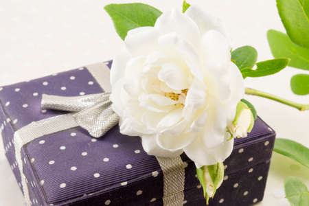 White rose on a present box decorated with ribbonの写真素材