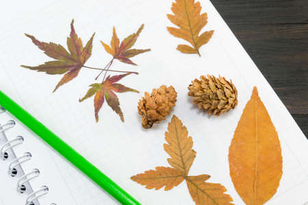 Dried autumn leaves collage on the notebook with a green pen