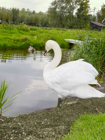 Large swan entering the lake waterの写真素材