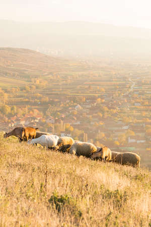 Group of sheep and goats grazing grass above the village with road to the city in the backgroundの写真素材