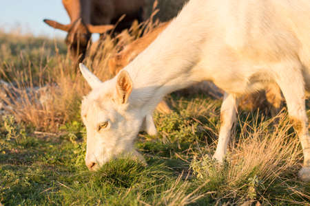 Goat grazing in the field with other in background, while facing the cameraの写真素材