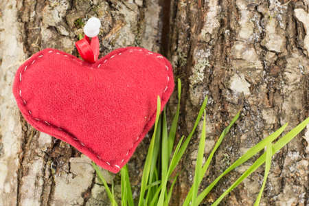 red heart on a tree bark with grassの写真素材
