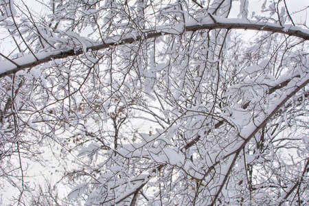tree branches covered in heavy s