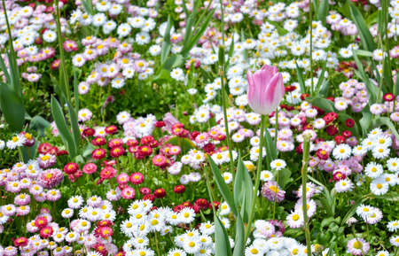 one pink tulip in colorful and diverse gardenの写真素材