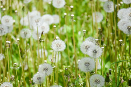 Close up of a field filled with dandelionsの写真素材