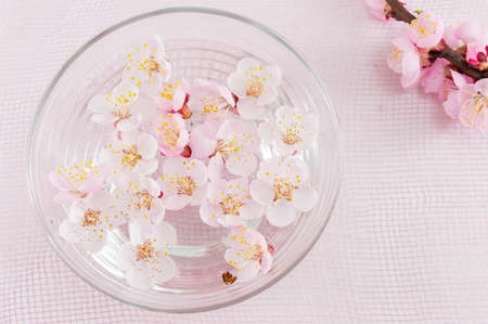 Cherry blossom flowers in a bowl of waterの写真素材