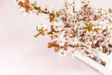 Blooming flowers on tree branches Sprnig timeの写真素材